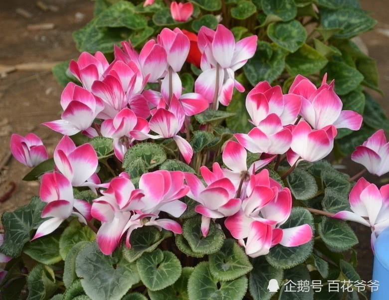 夏天一定要少浇水的5种花 喷水都会死 赶紧看看
