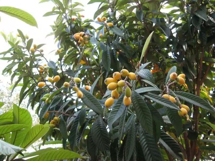 这种果树的叶子常被忽视 殊不知比果实更有用 看到了别错过