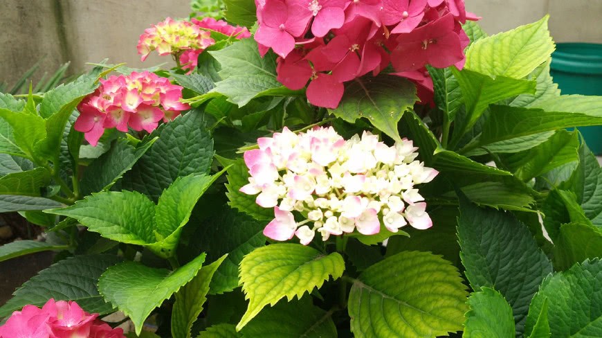 夏天养绣球 这两招儿 让它叶子蹭蹭长 花儿开的又大又美