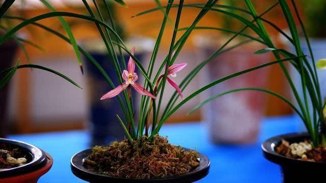 养的兰花不见开?给它换个环境 花开不断