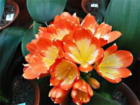 一勺油让君子兰叶片肥绿 开花爆盆