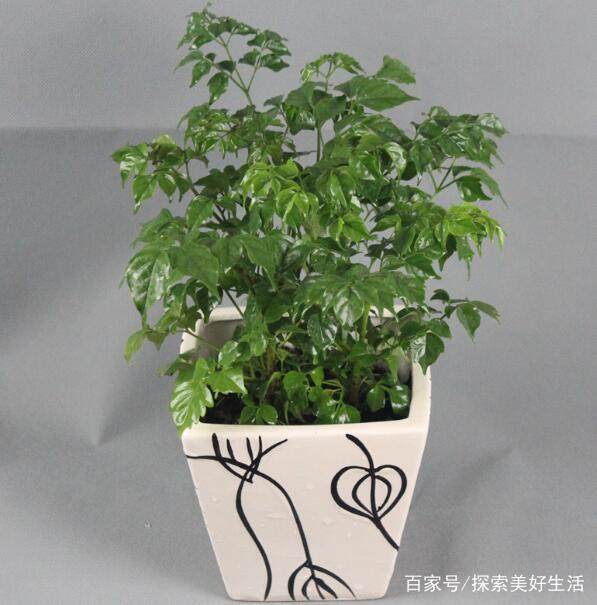 盆景推荐：这5种寓意极好的大盆栽 平安幸福 净化空气