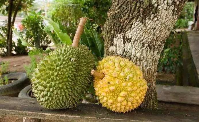 夏天吃水果要注意 这几种是发物 尤其最后一个很容易忽视
