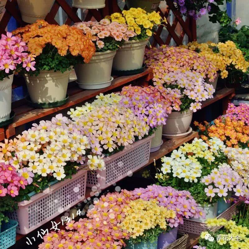 这些花便宜又好养 撒土里就开花 夏天不养太亏了