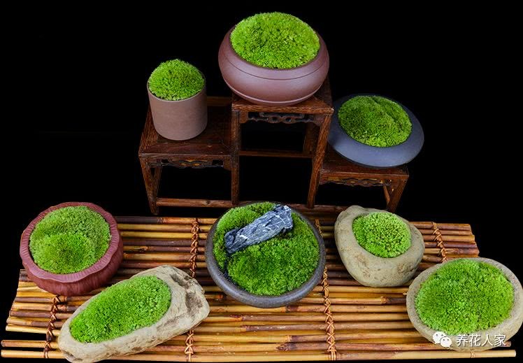 苔藓盆景不一样的风景