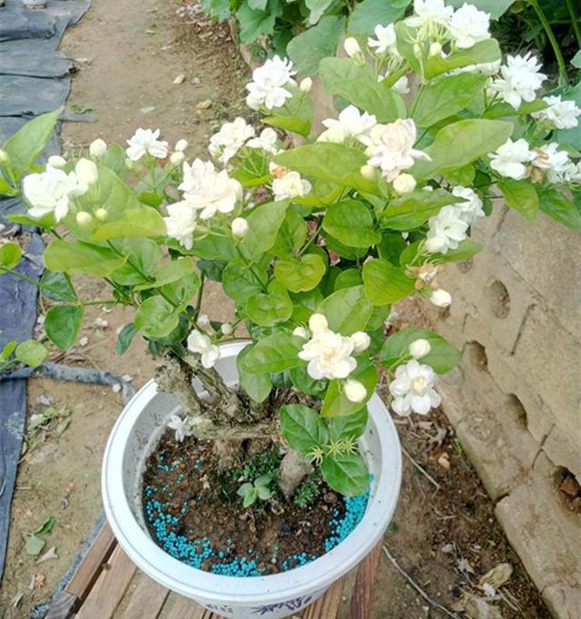 夏季 养茉莉 一个晒字 开花多次