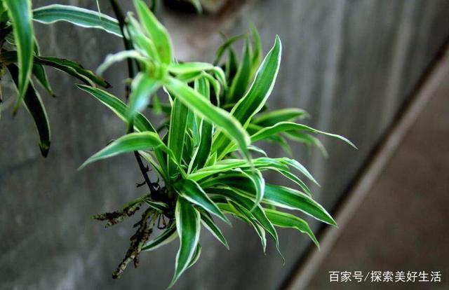 盆景推荐：这6种适合卧室的盆栽植物 绿意满满 空气清新