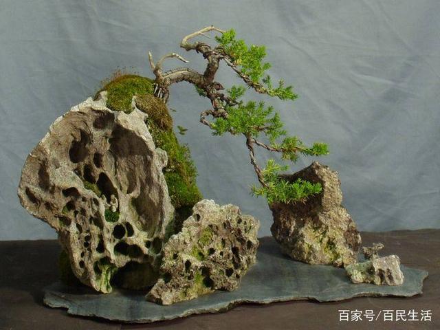 盆景欣赏：枝叶貌美 赏这形这韵这意境 你不能错过的绝佳之作