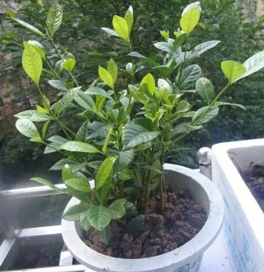 栀子花谢了后 这样修剪下 新芽呼呼冒 花苞长满树开花多三倍