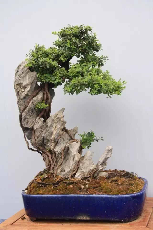 树包石盆景介绍 树石相融 造型别致