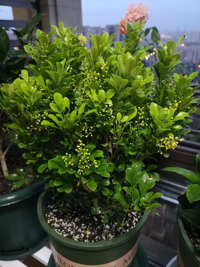 这种木本植物 好养如绿萝 花叶俱美 芳香四溢 还可做盆景树