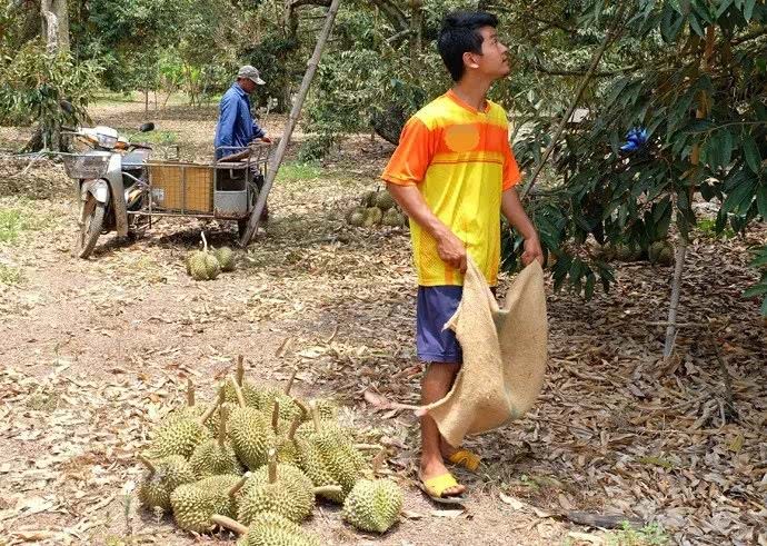 这两种水果被称为夫妻果 一热一寒 夏天搭配吃滋补不上火