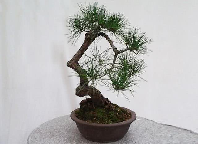 黄山松盆景介绍 造型多变 寓意美好