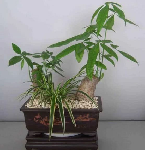 发财树的养护和修剪