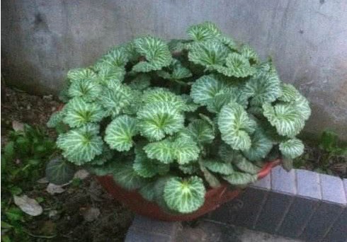 这几种野菜浑身都是宝可以降脂减肥美容提高免疫力很多人不知道