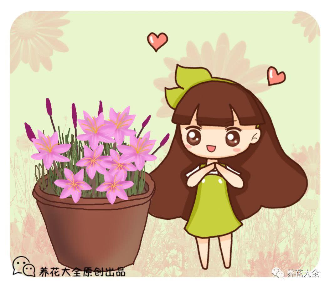盆里的这几种草 长得再多也不要拔 因为能开花