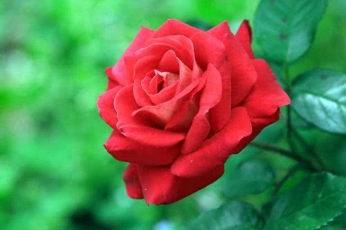 月季花夏天修剪技巧 这样修剪 花开更大