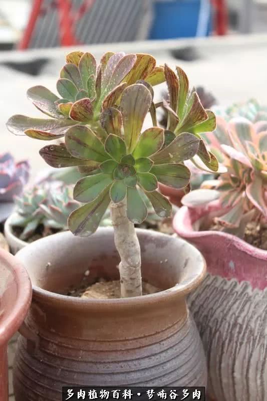 遇见多肉 梦中的花园 降落在人间