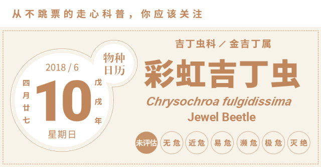 没想到这浓眉大眼的绿宝石 竟然是害虫