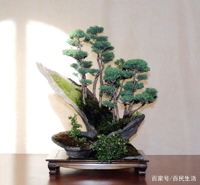 盆景欣赏:看多了繁花似锦 来看看这苍劲之树 感受豪宕雄劲之姿