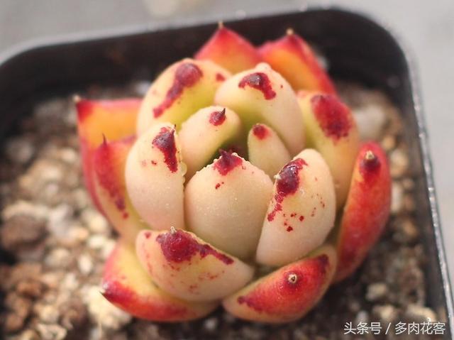 看到这颗多肉 我想起一部电视剧血色浪漫 你们看过吗?
