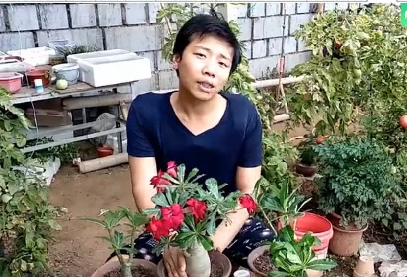 沙漠玫瑰养不好 教你几个小方法 大象腿上天天开花