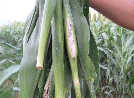 要想身体好常吃这些野菜有很高的药用价值抗肿瘤防癌治感冒一定要看到最后哦