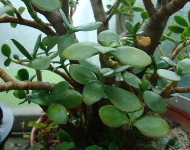 燕子掌多肉到底有毒吗?燕子掌正确的养植方法