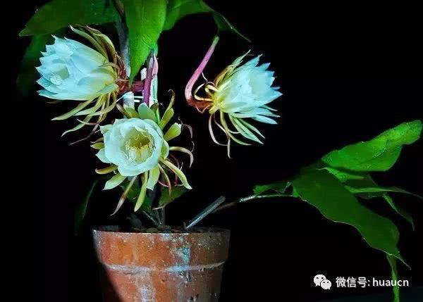 昙花修剪方法和注意事项