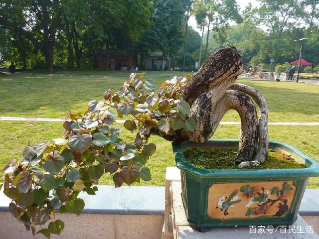 盆景:看图一这枝干造型如龙 平常家庭肯定养不出这么美的盆景