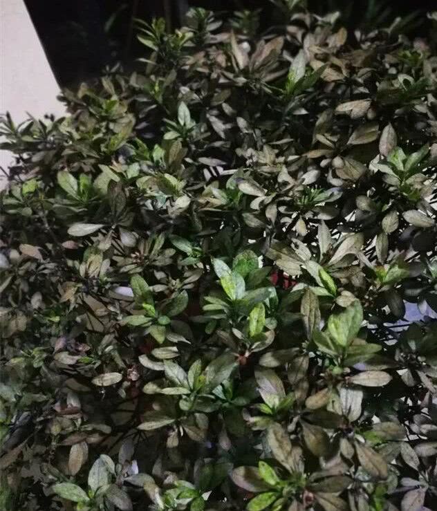 杜鹃用了硫酸亚铁 叶子全黑了 马上就死翘翘 用肥一定要注意