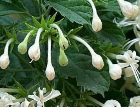 夏季怕上火吃这些野菜清热解毒降血压治各种结石症等你认识几种