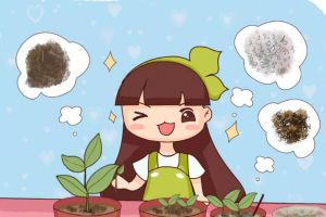 剪这个枝扦插,怪不得插啥都不活,插100盆都白搭!