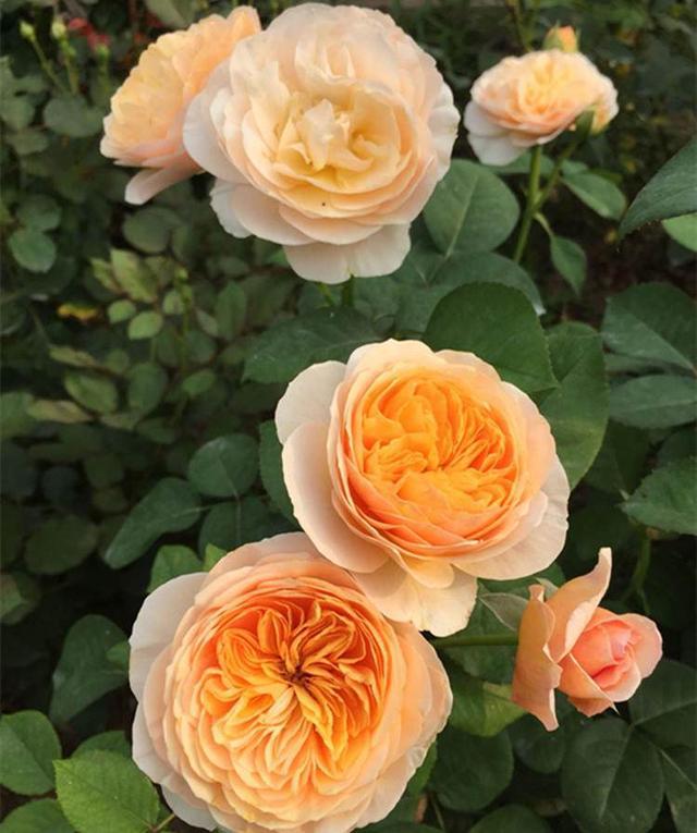 养月季 这个才是开美花的动力