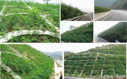 岩石边坡地怎样绿化和使用方法?