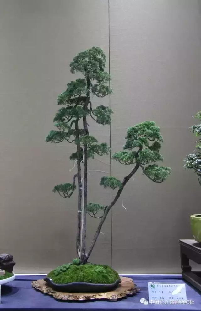 一组盆景大家作品欣赏让人大开眼界