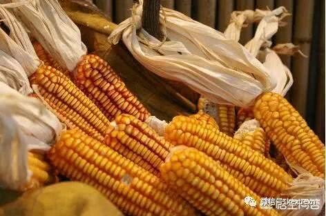 麦收之后种玉米 今年的玉米补贴了解清楚 才好提前做准备