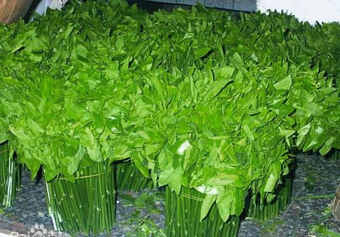 长寿老人最爱吃这几种野菜赶紧看看你的家乡有没有不要错过了
