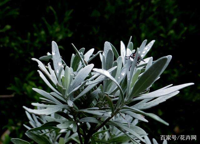 雪艾盆景怎么养 有什么特点和好处？