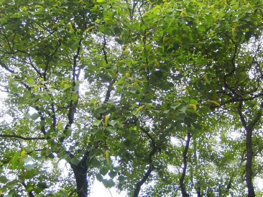 这果树吃不得碰不得 但全身是宝 叶能治鱼病 1300一棵成摇钱树