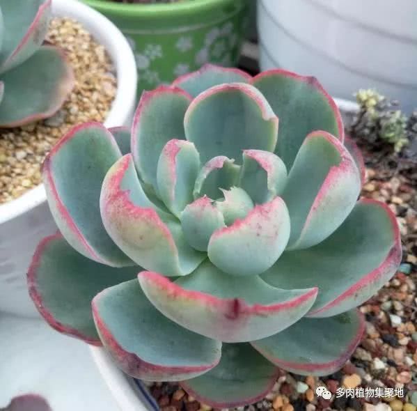 多肉植物在夏季也可以扦插 注意这些 一样繁殖生长