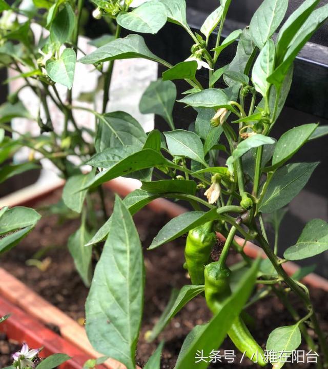 家里种辣椒 一个施肥小技巧 让辣椒结的挂满枝 天天有的吃
