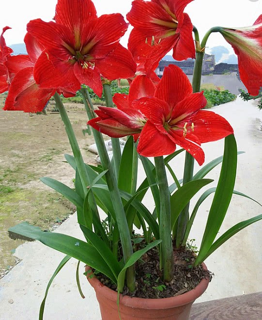 这种花卉不仅好养 还便宜 种一次年年开花不断