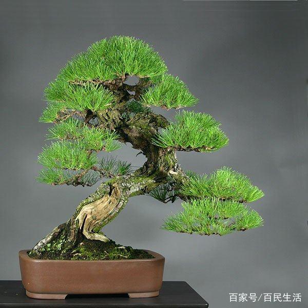 盆景欣赏:图二的盆景 真的是太有个性了啊 怎么长成这样的呢?