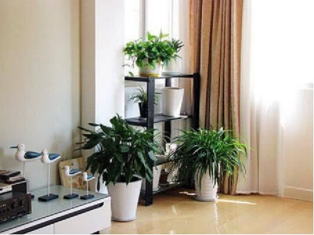 客厅摆放上这几盆植物 不用多久就发财 财运越住越旺