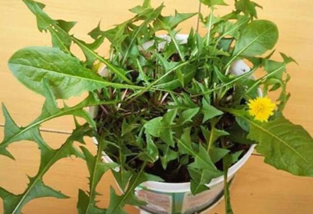 蒲公英也能在家里盆栽 方法非常简单