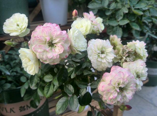 这种木本植物 好养如绿萝 花色多变化 四季开不停 是盆栽佳品