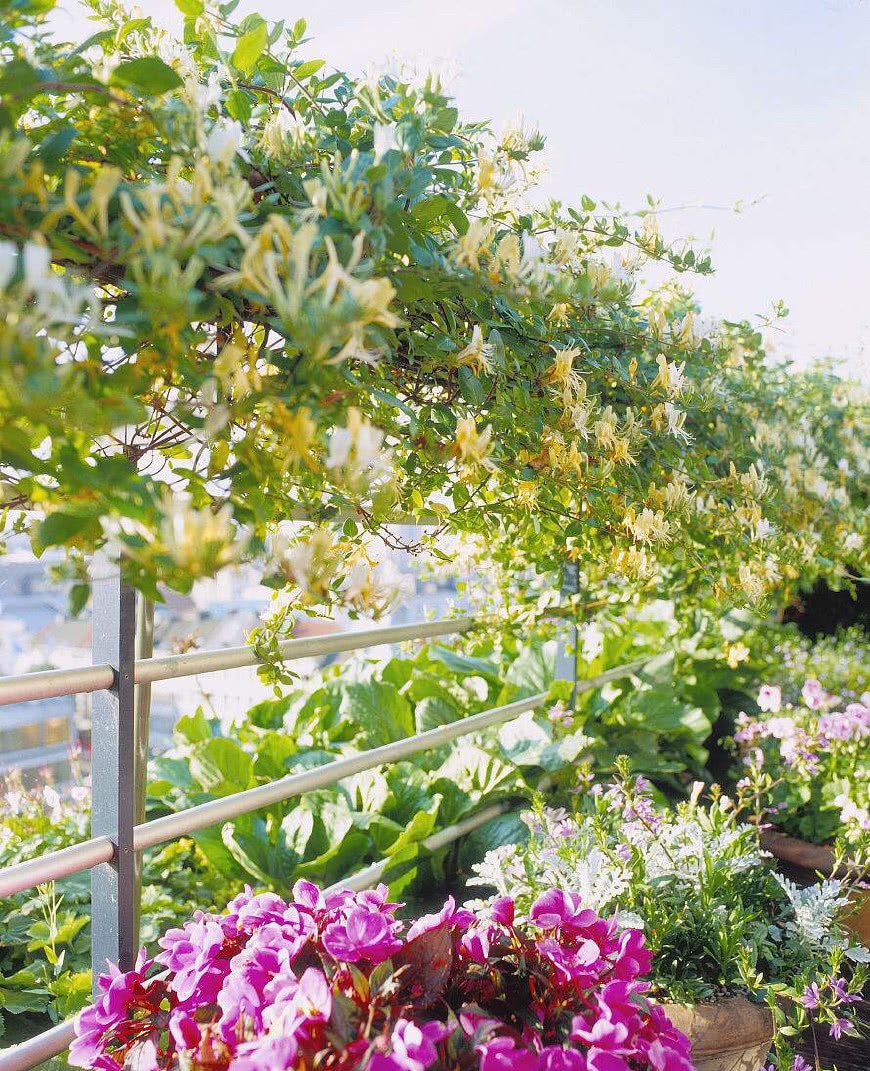 有屋顶、露台就养这几种植物 长的疯 开花又结果 漂亮可乘凉