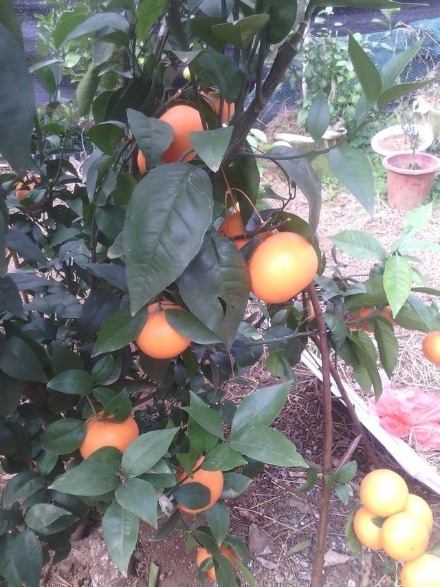 果树根外追肥技术