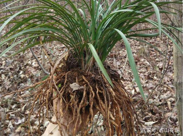 盆栽兰花新苗栽植与养护技术